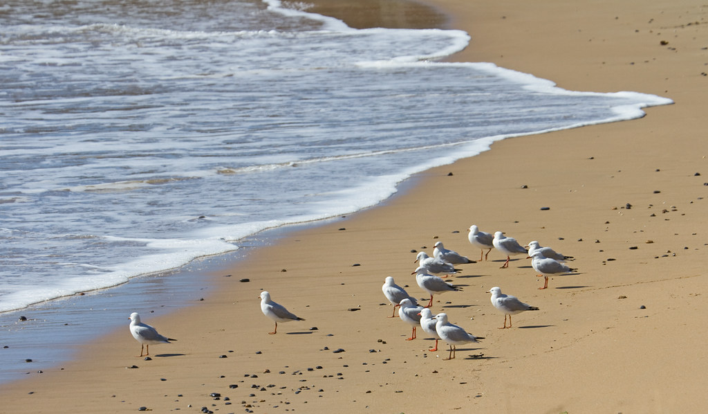 A picture of seagulls watching the rising tide at the beach